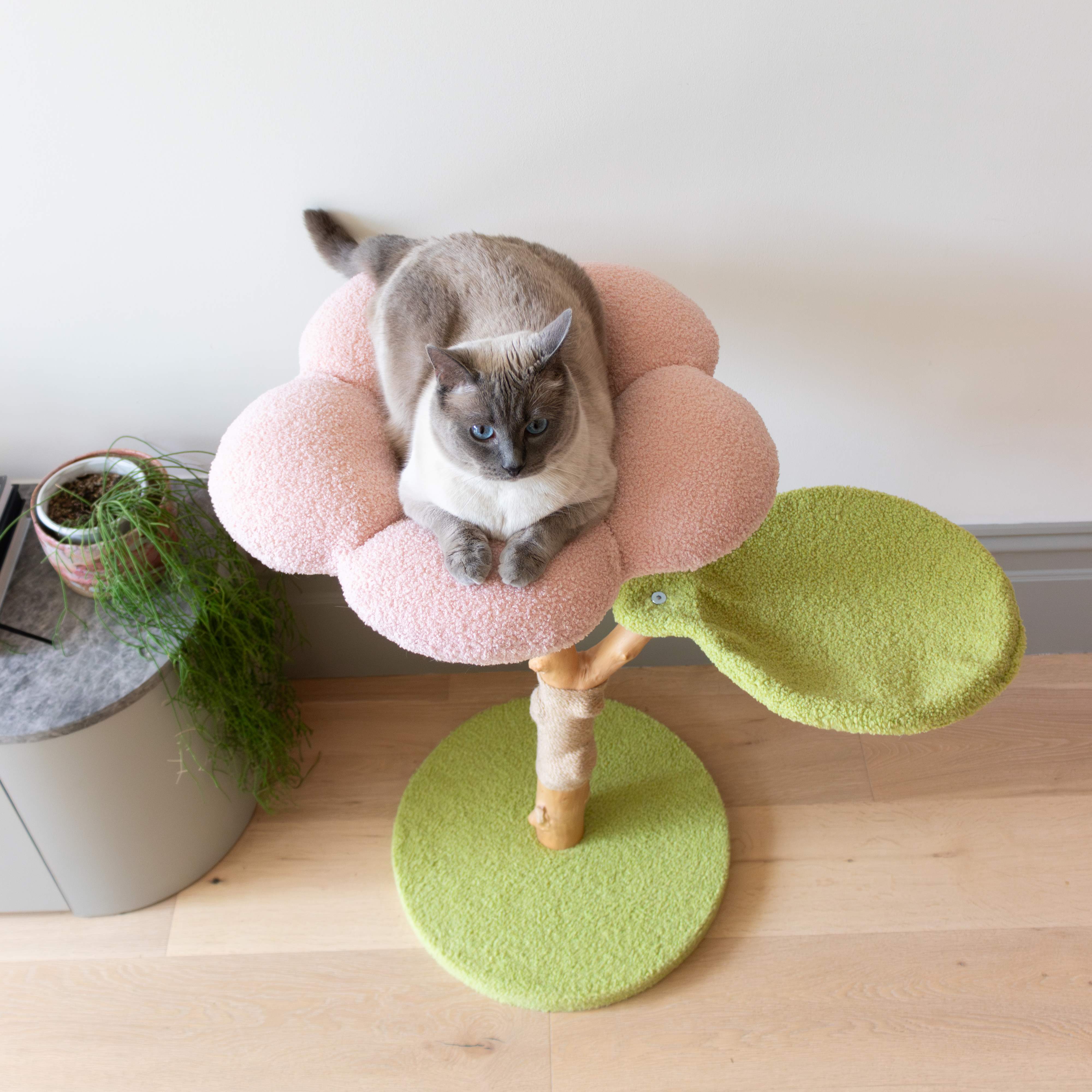 Medi Fauna